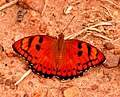 Baronet (Euthalia nais) upper side at Bangalore, India.