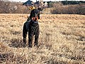 Standard Poodle Tracking