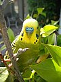 The Budgerigar of Australia