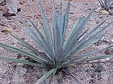 Agave