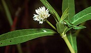 Thumbnail for Alternanthera philoxeroides