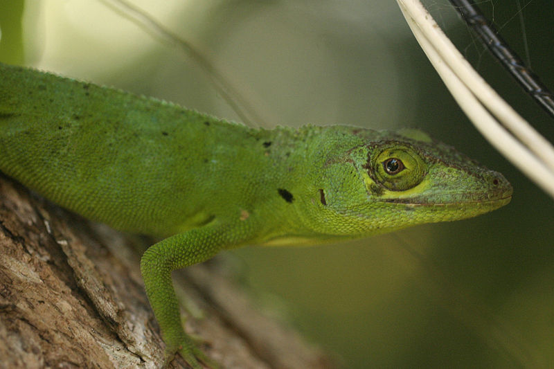 File:Anolis cuvieri image 2.jpg