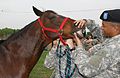 And one of vet work, sort of, not as nice as the farrier shot or as cute as the foal, though... :-P Maybe one for the teeth article