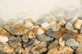 Sac fry remain in the gravel habitat of their redd (nest) while their yolk sac, or "lunch box" is depleted (click to enlarge)