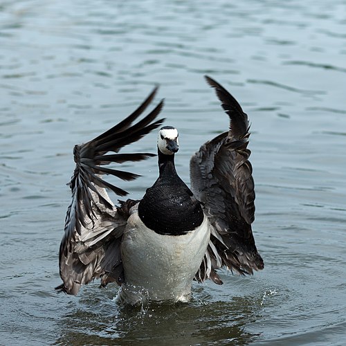 Белощёкая казарка (Branta leucopsis). Хельсинки.