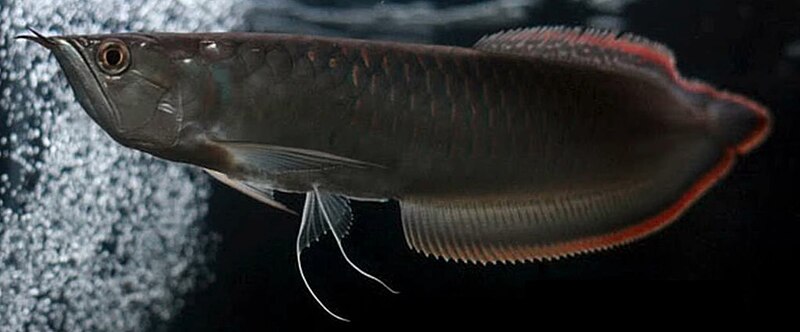 Файл:Black arowana.jpg