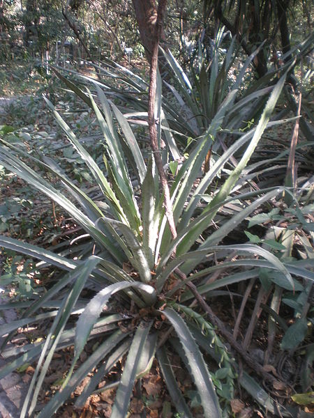 Файл:Bromelia pinguin.JPG