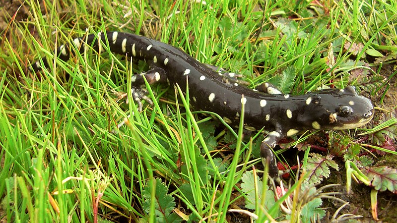 File:California Tiger Salamander.jpg