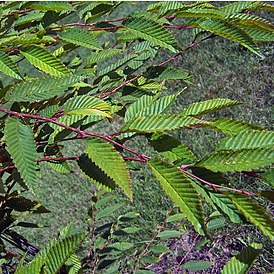 Alnus cordata