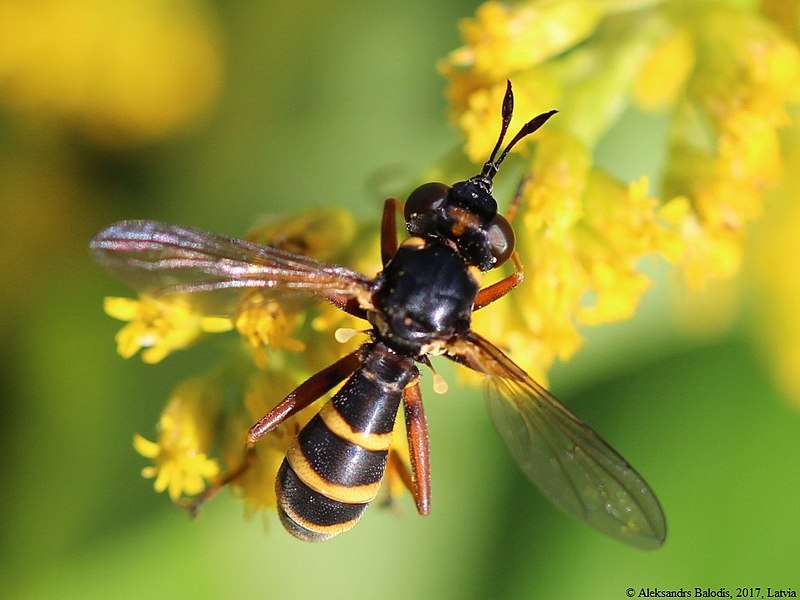 Файл:Conops quadrifasciatus 02.JPG