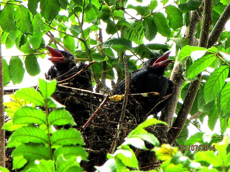 File:Crow-nestlings.jpg