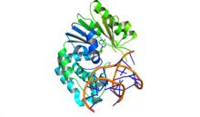 An X-ray crystal structure shows Escherichia coli Dam methylase bound to double stranded DNA and the inhibitor sinefungin.