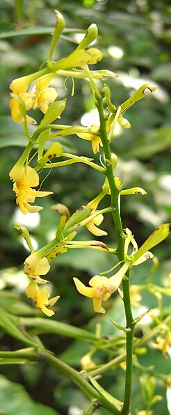 File:Epidendrum paniculatum (2).jpg