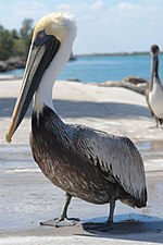 Miniatura para Pelecanus occidentalis carolinensis