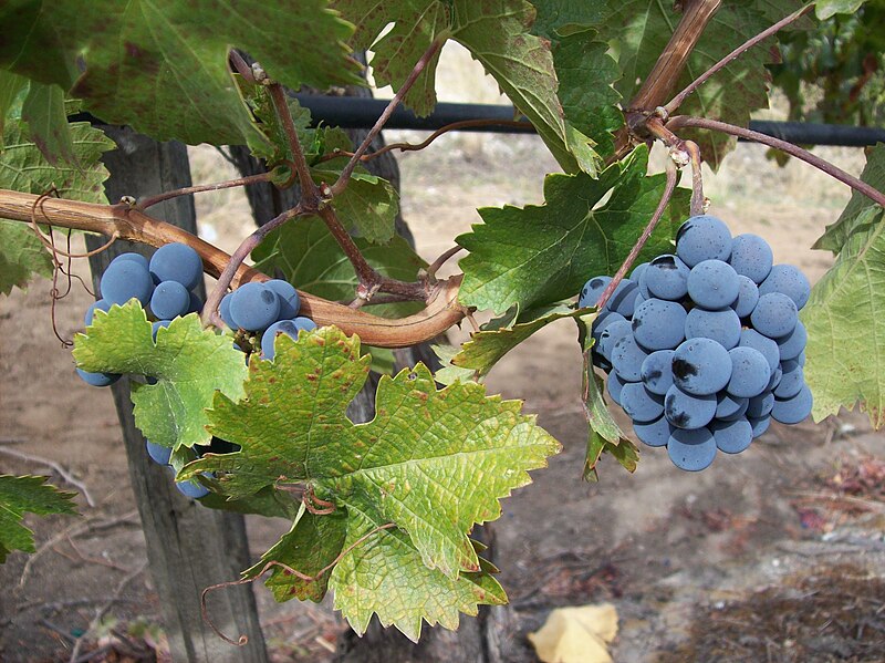 File:Grapes nearing ripeness.jpg