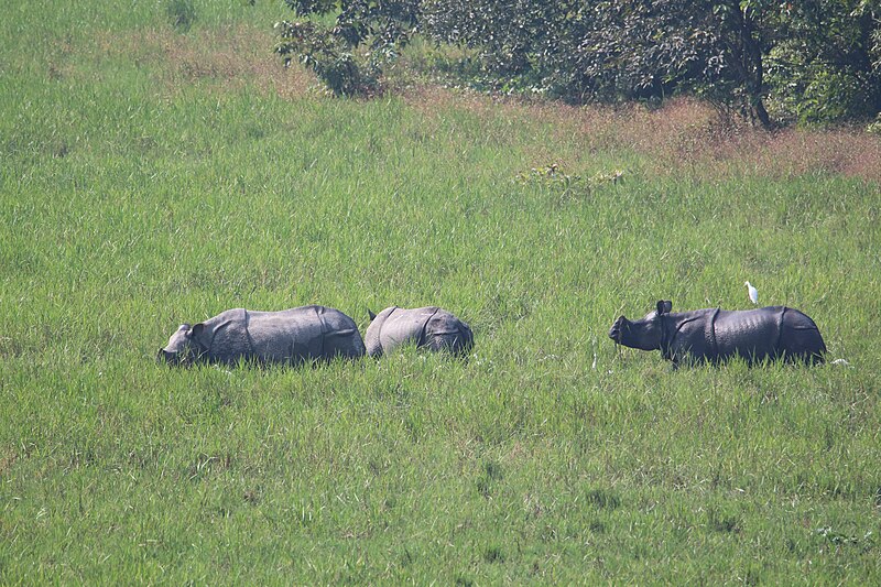 File:Group of Rhinos.jpg