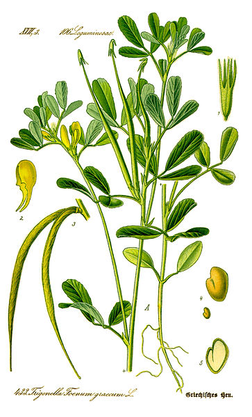 Файл:Illustration Trigonella foenum-graecum0 clean.jpg