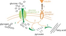 Insulin glucose metabolism ZP.svg