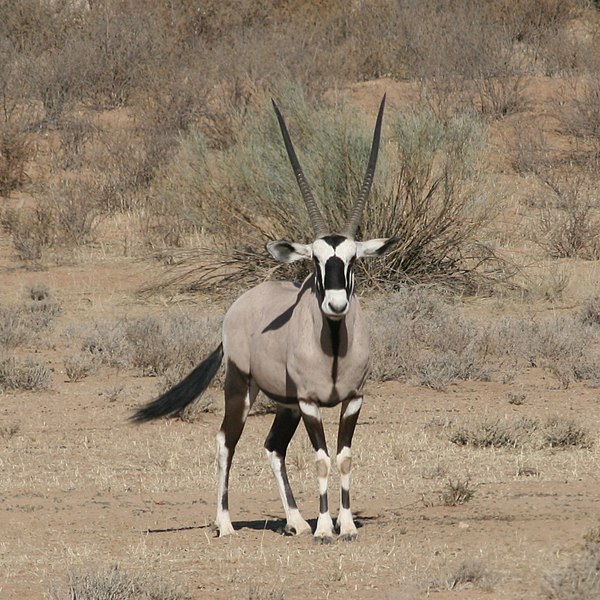 Archivo:Kalahari gemsbok Oryx gazella.jpg