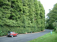 Meikleour Beech Hedges