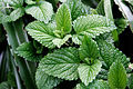 Mint leaves.