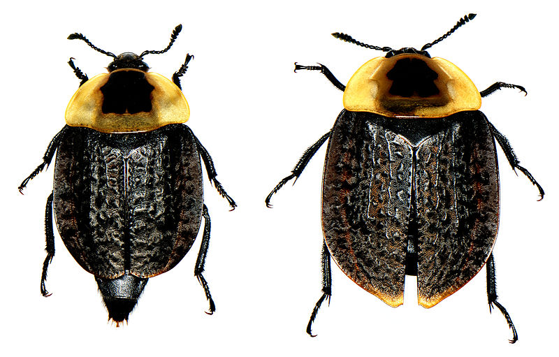 File:Necrophila americana (Linnaeus) pair.jpg