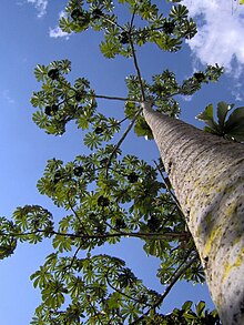 Pourouma cecropiifolia.jpg