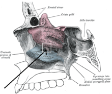 Processus uncinatus ossis ethmoidalis.PNG