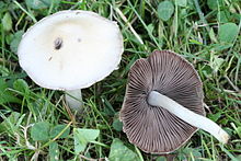 Psathyrella candolleana 060801wb.jpg