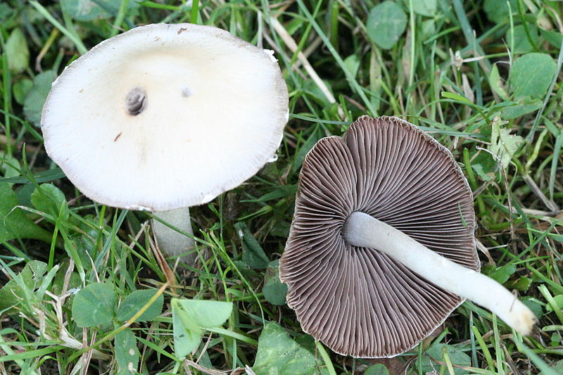 Файл:Psathyrella candolleana 060801wb.jpg