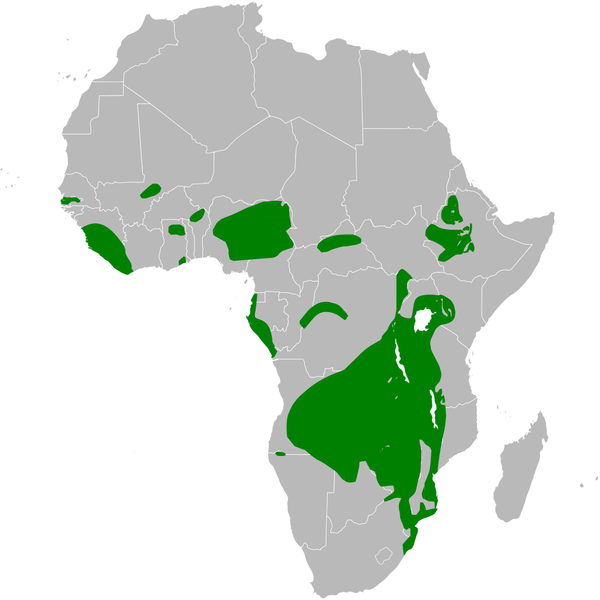 File:Pseudhirundo griseopyga distribution map.png