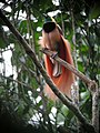 Image 11The raggiana bird-of-paradise is native to New Guinea. (from New Guinea)