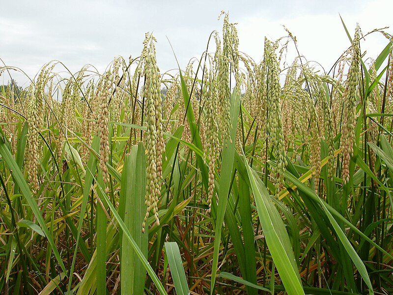 File:Ricefield.jpg