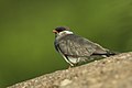 Rock pratincole