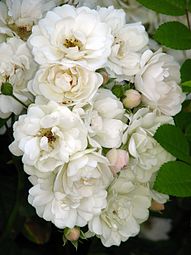 Rosa 'Polstjarnan' variedad cultivar obtenida a partir de Rosa beggeriana.