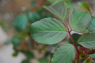 Rose leaflets