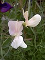 Sweet Pea white