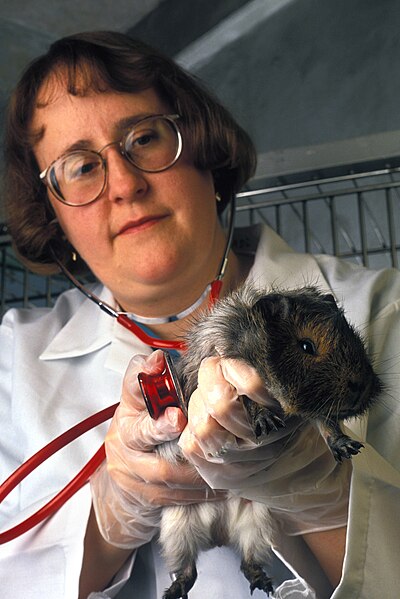 File:USDA-ARS Guinea Pig.jpg