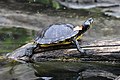 Trachemys scripta scripta