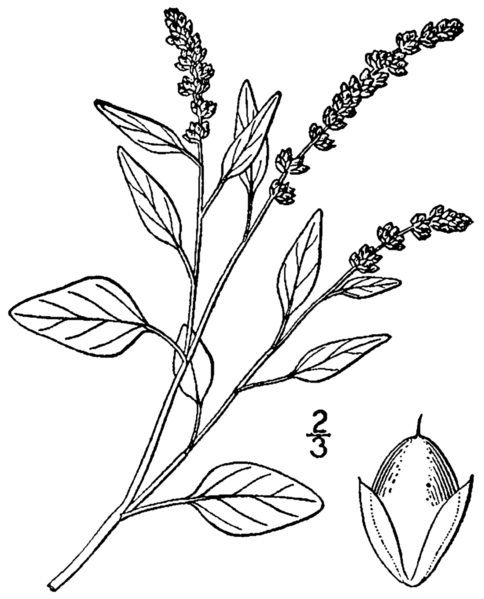 Archivo:Amaranthus deflexus BB-1913.png