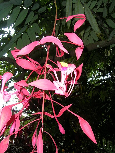 File:AmherstiaNobilis.jpg