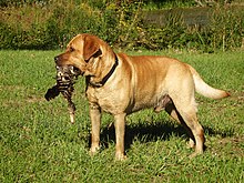 Fox Red Labrador retriever with duck