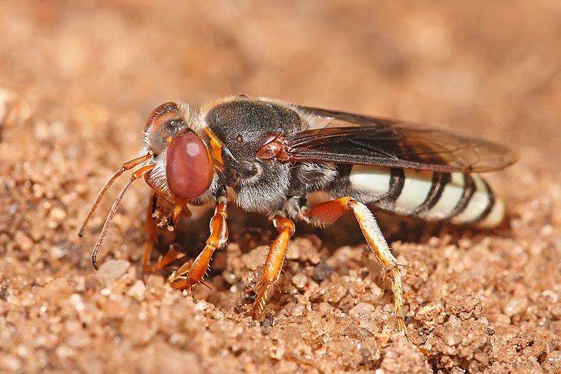 File:Bembix sp.jpg