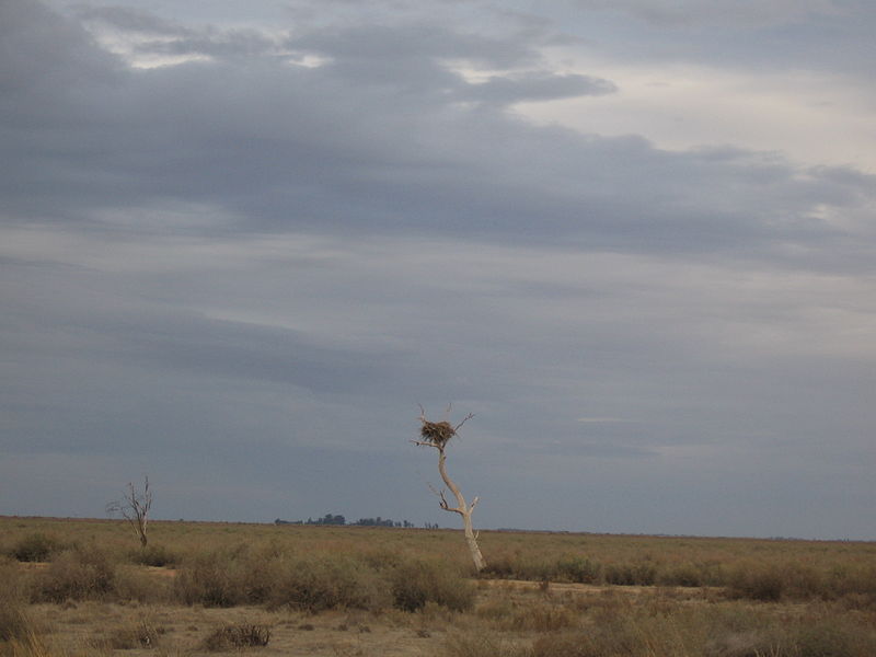 File:BooroorbanNestOldManPlain.JPG