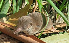 Gray shrew