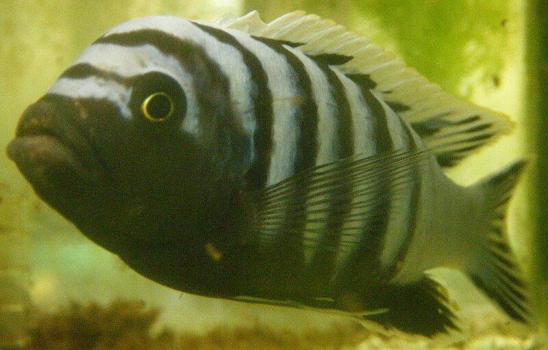 File:Cynotilapia afra.jpg