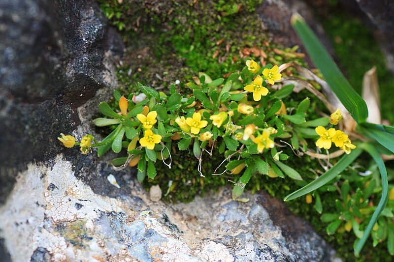 File:Draba weberi (29809153248).jpg