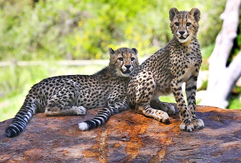 File:Dubbo Zoo Cheetah (3146003653).jpg