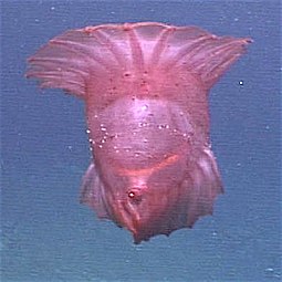 The benthopelagic sea cucumber can lift off the seafloor and journey as much as 1,000 m (3,300 ft) up the water column