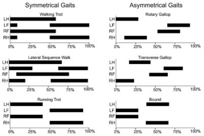 File:Gait graphs.jpg